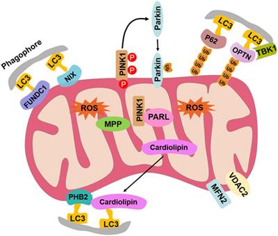 LC3-Mediated Mitophagy After CCCP or Vibrio splendidus Exposure in the Pacific Oyster Crassostrea gigas